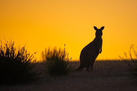 Kangaroo Island Luxury Small Group \'Flinders Chase Focus\' Full Day Tour - Darwin Tourism 4