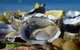 Coffin Bay Oysters, Ocean & Nature Tour - thumb 8