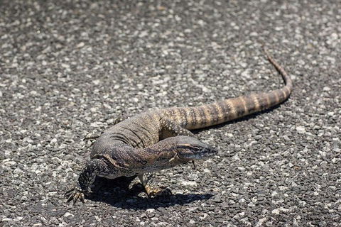 Coffin Bay Oysters, Ocean & Nature Tour - Darwin Tourism 5