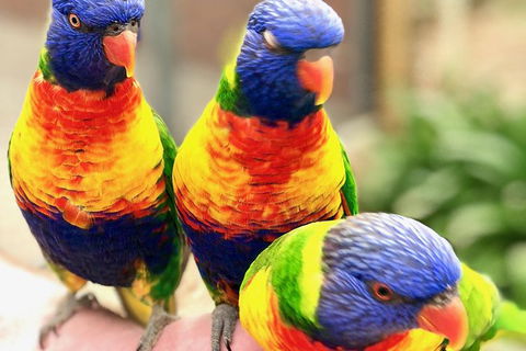 Coffin Bay Oysters, Ocean & Nature Tour - Darwin Tourism 1