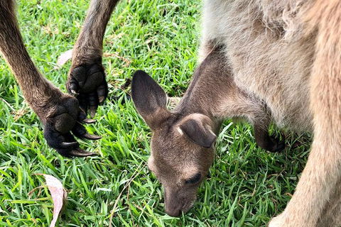 Coffin Bay Oysters, Ocean & Nature Tour - Darwin Tourism 10