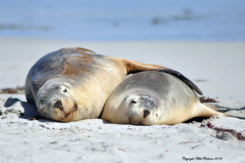 NEW TOUR - Kangaroo Island Road To Recovery Tour (1 Day/1 Night) - Darwin Tourism 3
