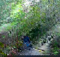 kunanyi/Mt Wellington Explorer Bus - One Way Tour - Darwin Tourism