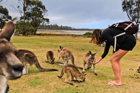 4-Day Fabulous Tasmania Tour: Wineglass Bay, Port Arthur, Devils & Bruny Island - Darwin Tourism 5