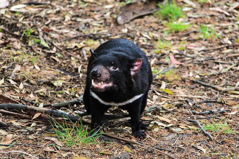 4-Day Fabulous Tasmania Tour: Wineglass Bay, Port Arthur, Devils & Bruny Island - Darwin Tourism 4