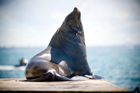 3-Hour Dolphin And Seal Sightseeing Cruise, Mornington Peninsula - Darwin Tourism 2