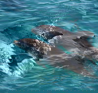 3-Hour Dolphin and Seal Sightseeing Cruise Mornington Peninsula - Darwin Tourism