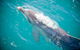 3-Hour Dolphin And Seal Sightseeing Cruise, Mornington Peninsula - thumb 1