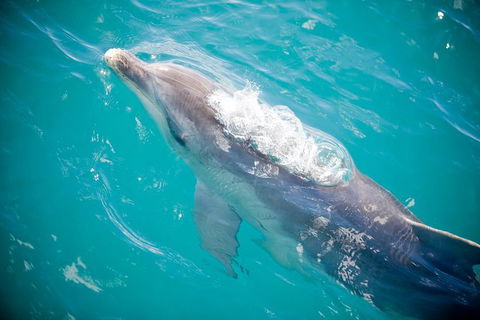 3-Hour Dolphin And Seal Sightseeing Cruise, Mornington Peninsula - Darwin Tourism 1