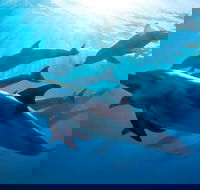 3 hour Dolphin and Seal Swim NOV-APR - Darwin Tourism