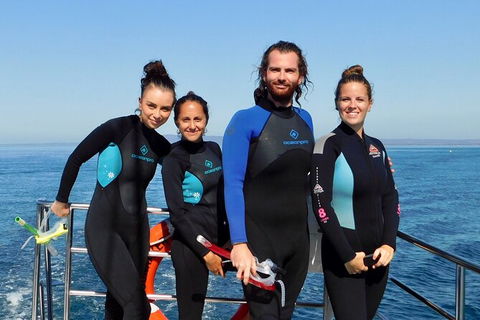 2 Hour Snorkel With The Seals - Darwin Tourism 4