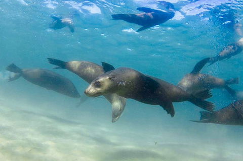 2 Hour Snorkel With The Seals - Darwin Tourism 2