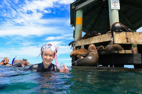 2 Hour Snorkel With The Seals - Darwin Tourism 0