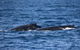 Dolphin & Whale Cruise - thumb 4
