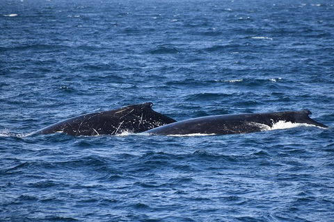Dolphin & Whale Cruise - Darwin Tourism 4