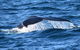 Dolphin & Whale Cruise - thumb 6