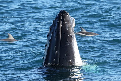 Dolphin & Whale Cruise - Darwin Tourism 3