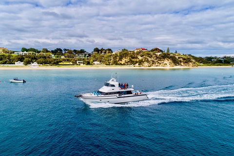 Private 2 Hour Dolphin And Seal Swim Mornington Peninsula - Darwin Tourism 2