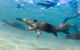 Private 2 Hour Dolphin And Seal Swim Mornington Peninsula - thumb 4