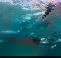 Half-Day Mornington Peninsula Dolphin and Seal Swim from Sorrento - Darwin Tourism