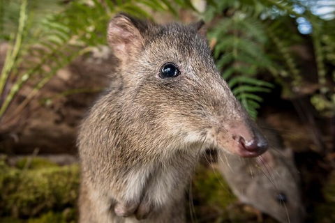 Walk With Wildlife: Guided Tour In Great Ocean Road - Darwin Tourism 1