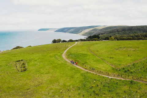 Walk With Wildlife: Guided Tour In Great Ocean Road - Darwin Tourism 3