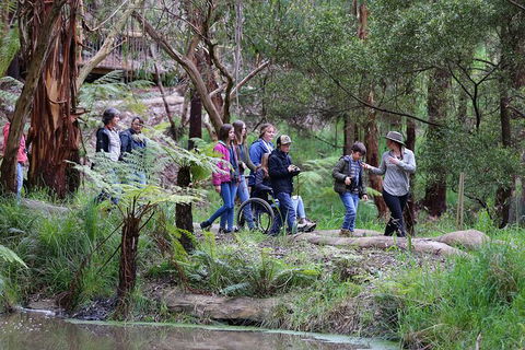 Walk With Wildlife: Guided Tour In Great Ocean Road - Darwin Tourism 4