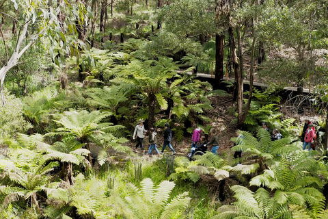 Walk With Wildlife: Guided Tour In Great Ocean Road - Darwin Tourism 6