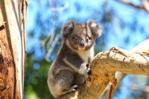 Walk With Wildlife: Guided Tour In Great Ocean Road - Darwin Tourism 2