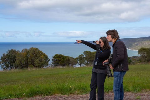 Walk With Wildlife: Guided Tour In Great Ocean Road - Darwin Tourism 5