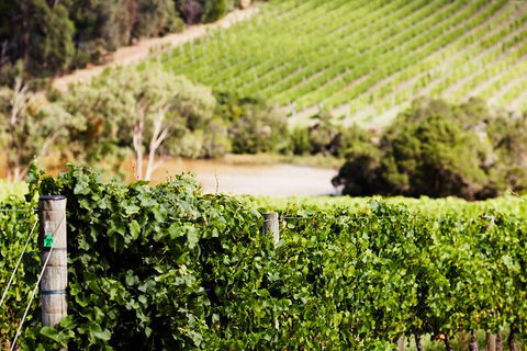 Mornington Peninsula 2-6 Guests With Lunch And Art Walk At Pt Leo Estate - Darwin Tourism 5