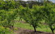 Yarra Valley Wineries And Rayners Orchard Tour From Melbourne - thumb 27