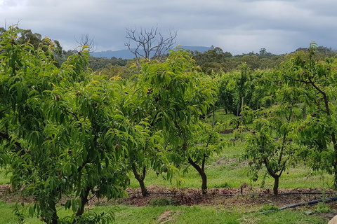Yarra Valley Wineries And Rayners Orchard Tour From Melbourne - Darwin Tourism 16