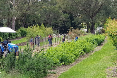 Yarra Valley Wineries And Rayners Orchard Tour From Melbourne - Darwin Tourism 3