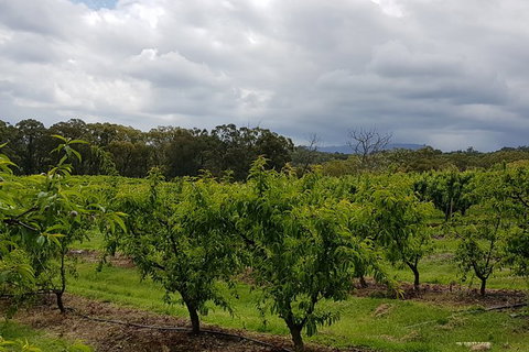 Yarra Valley Wineries And Rayners Orchard Tour From Melbourne - Darwin Tourism 18