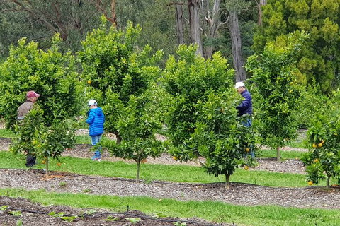 Day Tour Of Yarra Valley Puffing Billy And Rayners Orchard - Darwin Tourism 1