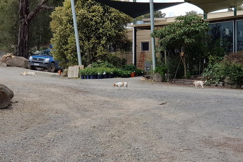 Day Tour Of Yarra Valley Puffing Billy And Rayners Orchard - Darwin Tourism 26