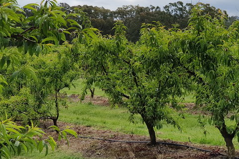 Day Tour Of Yarra Valley Puffing Billy And Rayners Orchard - Darwin Tourism 49