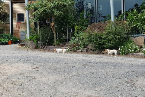 Day Tour Of Yarra Valley Puffing Billy And Rayners Orchard - Darwin Tourism 21