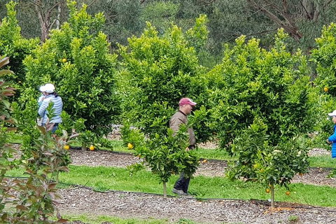 Day Tour Of Yarra Valley Puffing Billy And Rayners Orchard - Darwin Tourism 34