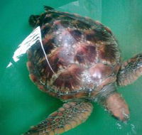 Australian Seabird Rescue - Darwin Tourism