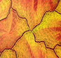 Red Desert Dreamings - Darwin Tourism