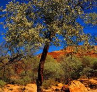 Mt Romance Australia Pty Ltd - Darwin Tourism