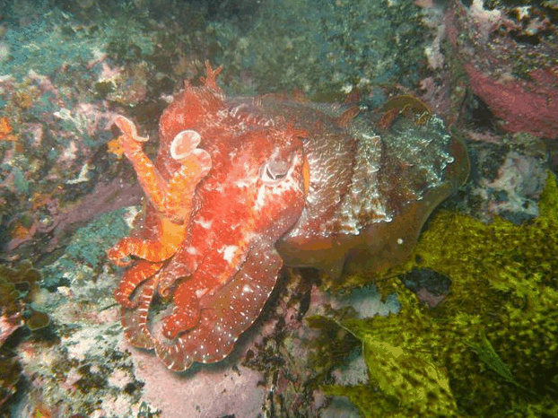 Jervis Bay Dive Charters - Darwin Tourism 0