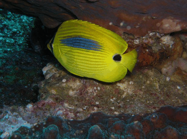 Jervis Bay Dive Charters - Darwin Tourism 1