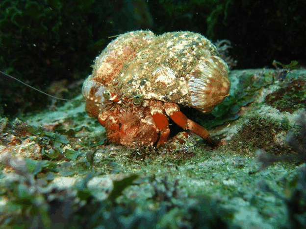 Jervis Bay Dive Charters - Darwin Tourism 2