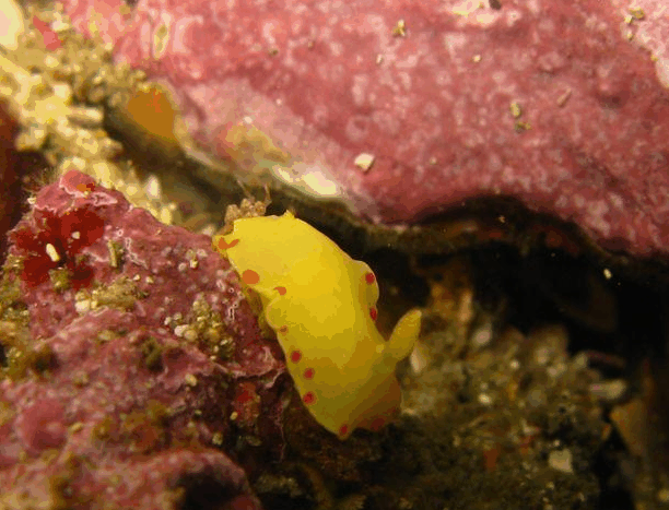 Jervis Bay Dive Charters - Darwin Tourism 5