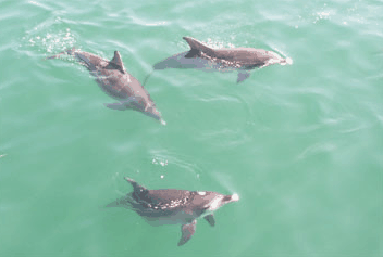 Dolphin Watch Cruises - Darwin Tourism 1