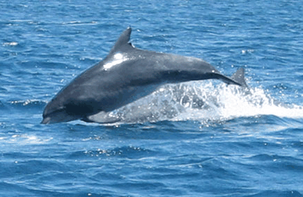 Dolphin Watch Cruises - Darwin Tourism 3