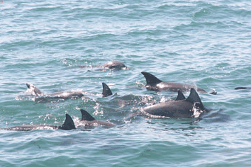 Dolphin Watch Cruises - Darwin Tourism 4